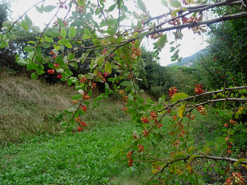 Berberis vulgaris - Berberidaceae: Crespino comune